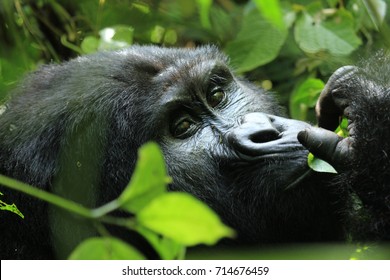 Closeup Of A Beautiful Mountain Gorilla Seen In Bwindi Forest Uganda. The Gorillas Can Be Seen By A Gorilla Trekking. 