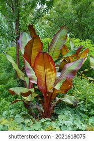 Closeup Of A Beautiful Musa Red Abyssinian Banana (Ensete Ventricosum Maurelli) Plant