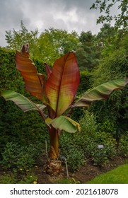 Closeup Of A Beautiful Musa Red Abyssinian Banana (Ensete Ventricosum Maurelli) Plant