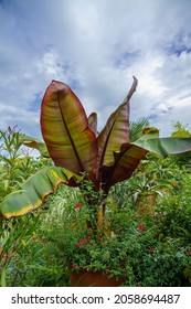 Closeup Of A Beautiful Musa Red Abyssinian Banana (Ensete Ventricosum Maurelli) Plant