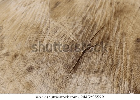 Closeup of a beautiful natural tree texture, background for design.