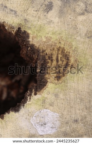 Closeup of a beautiful natural tree texture, background for design.