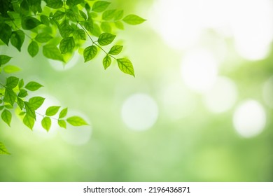 Closeup of beautiful nature view green leaf on blurred greenery background in garden with copy space using as background wallpaper page concept.i - Powered by Shutterstock