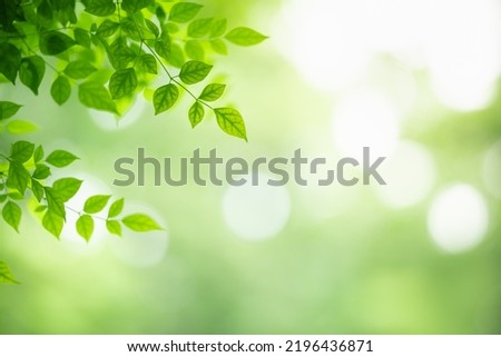 Closeup of beautiful nature view green leaf on blurred greenery background in garden with copy space using as background wallpaper page concept.i