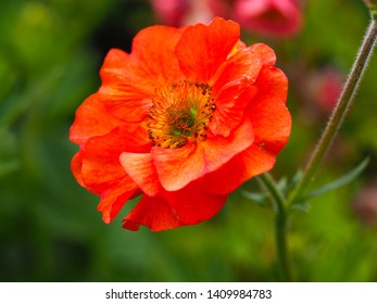 Closeup Of A Beautiful Orange Geum Flower, Var. Scarlet Tempest