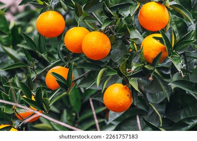 close-up of a beautiful orange tree with orange large round oranges with raindrops surrounded by many bright green leaves, soft focus - Shutterstock ID 2261757183