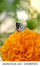closeup the beautiful orange white color butterfly hold on the marigold flower with plant soft focus natural green brown background. - Shutterstock ID 2242869331