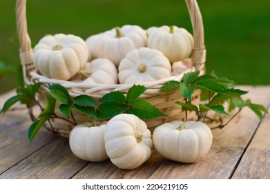 Close-up Of Beautiful Pale Ghostly White Pumpkins In A Basket On An Autumn Market Wooden Table For Halloween Or Thanksgiving. Decorative Variety Baby Boo.