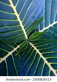close-up of beautiful patterned leaves