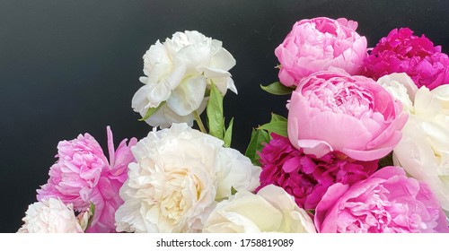 Closeup of beautiful pink ans white Peonie flower on dark background - Shutterstock ID 1758819089
