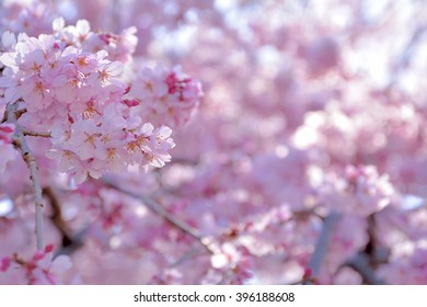 Closeup of beautiful pink cherry blossoms in full bloom, Japan - Shutterstock ID 396188608