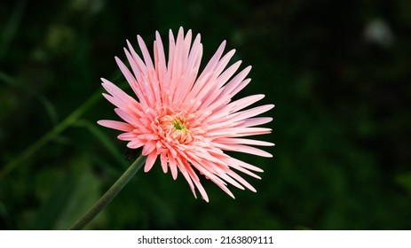 Close-up Of Beautiful Pink Fuji Spider Mum On The Blurred Background