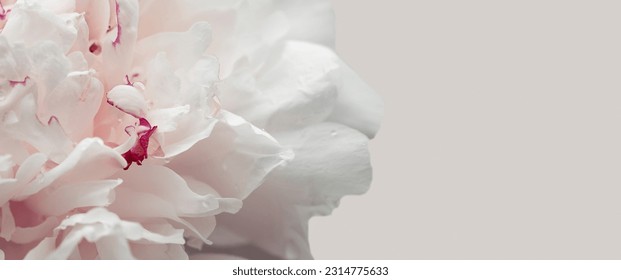 Close-up of a beautiful pink Peony flower on a light banner background - Powered by Shutterstock