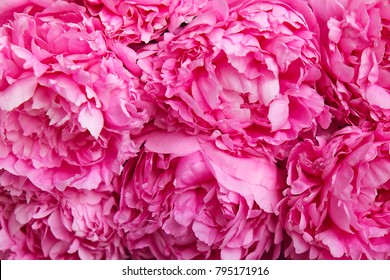 Closeup Of Beautiful Pink Peony Flower Blossoms. Happy International Women's Mother's Valentine's First Spring Day Symbol. Copy Space, Macro, Close Up, Top View, Backdrop, Background.