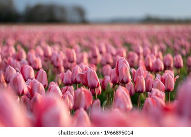 Close-up of a beautiful pink tulip flower in a flower field in the Netherlands, spring time, vertical - Powered by Shutterstock