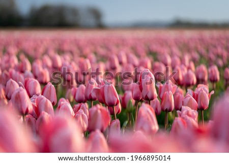 Close-up of a beautiful pink tulip flower in a flower field in the Netherlands, spring time, vertical