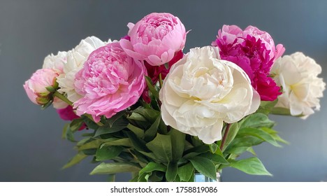 Closeup of beautiful pink and white Peonie flower on dark background - Shutterstock ID 1758819086