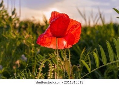 Poppy Seed Field on Sunset Free Stock Photo | picjumbo