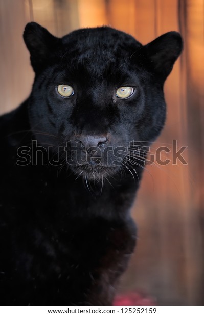 Close-up beautiful portrait black leopard