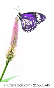 Closeup A Beautiful Purple Butterfly On Flower Isolated On White Background