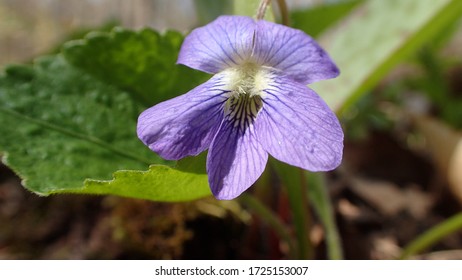 Closeup Of Beautiful Purple Dog Violet Flower In Sunny Spring Forest With Green Leaf In Background