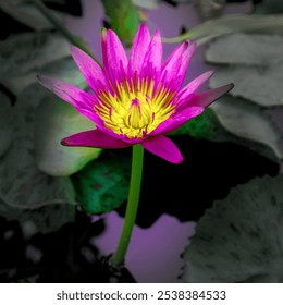 Close-up of a beautiful purple lotus flower in full bloom against a background of green lily pads. - Powered by Shutterstock