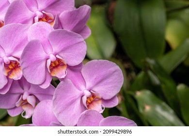 Close-Up of Beautiful Purple Moth Orchid in Garden with Selective Focus and Copy Space