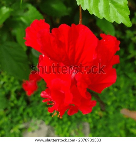Closeup of beautiful red hibiscus flower. Chembarathi poovu. Chembarathi flower in village 