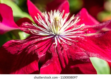 Closeup Of A Beautiful Red Passion Clematis Flowers And Pistils In A Sunny Garden In The Summer, Name Rebecca Clematis