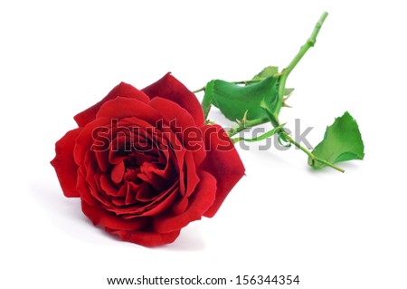 closeup of a beautiful red rose on a white background
