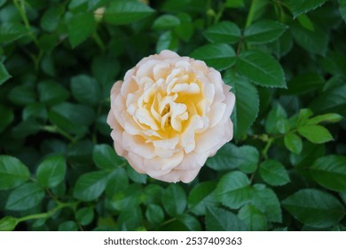 Close-up of beautiful Rosa 'Peace' or Peace rose in full bloom, showcasing vibrant colors and delicate petals. Perfect for backgrounds, greeting cards, or nature-themed designs. - Powered by Shutterstock