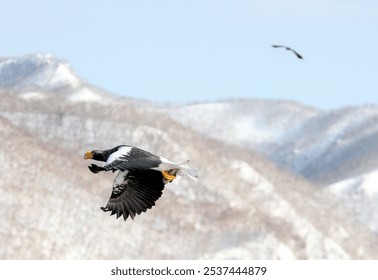 A closeup of a beautiful Sea Eagle flying with snowy mountains in the background - Powered by Shutterstock