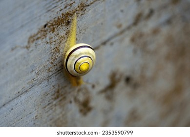 Close-up of beautiful shell of yellow snail crouching down on concrete wall on a rainy summer day at City of Zürich. Photo taken August 28th, 2023, Zurich, Switzerland.