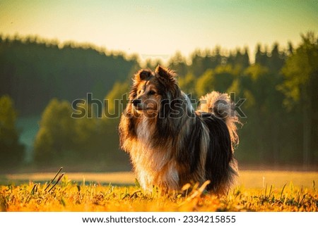 A closeup of a beautiful Shetland Sheepdog standing in the harvested field during golden sunset