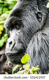 A Closeup Of A Beautiful Silverback Mountain Gorilla In Rwanda, Africa