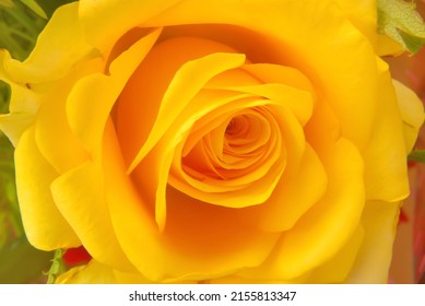 Closeup of a beautiful single fresh yellow rose showing symmetric arrangement of petals.