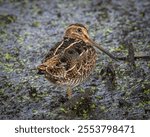 A closeup of a beautiful snipe bird on a wet ground