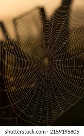 A Closeup Of A Beautiful Spider Web