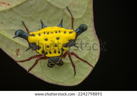 Close-up of beautiful Spiny orb weaver spider on green leaves