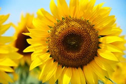 Close-up Of A Beautiful Sunflower In A Field, Hokuto, Yamanashi, Japan