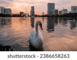 A closeup of a beautiful swan on Lake Eola with an urban skyline backdrop in Orlando Florida