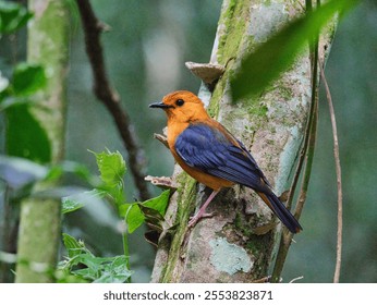 A closeup of a beautiful tiny red-capped robin perched on a tree in  a forest