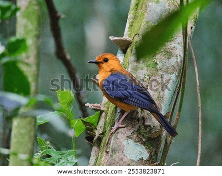 A closeup of a beautiful tiny red-capped robin perched on a tree in  a forest