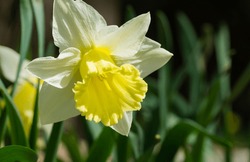Close-up Of Beautiful Trumpet Narcissus Daffodils Mount Hood. Young Light Yellow Daffodils Flowers Then Turn Snow-white. Springtime Landscape, Fresh Wallpaper, Nature Concept
