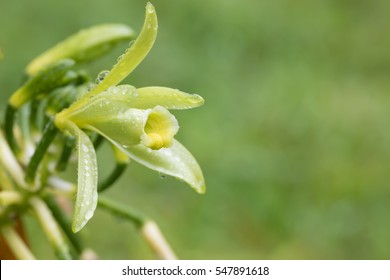 Closeup Of Beautiful Vanilla Spice Plant Flower In Bloom. Masoala Natural Reserve, Madagascar