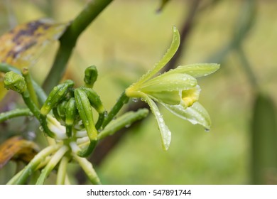 Closeup of beautiful vanilla spice plant flower in bloom. Masoala natural reserve, Madagascar