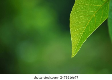 A close-up of a beautiful, vibrant green leaf in sharp focus, with a soft, blurred background