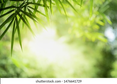 Closeup beautiful view of nature green bamboo leaf on greenery blurred background with sunlight and copy space. It is use for natural ecology summer background and fresh wallpaper concept.