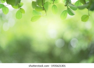 Closeup Beautiful View Of Nature Green Leaf On Greenery Blurred Background With Sunlight And Copy Space. It Is Use For Natural Ecology Summer Background And Fresh Wallpaper Concept.