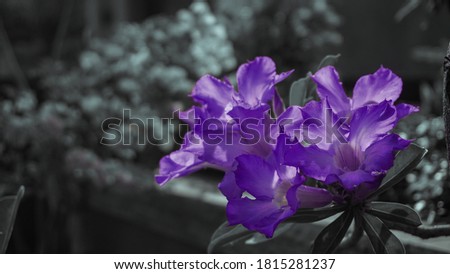 Closeup of beautiful violet / puple adenium  flowers in a garden with a dark background. It is also known as Frangipani or Japanese Cambodia.